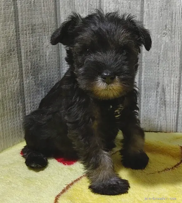 ID:2201-03226の子犬