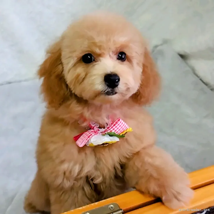 ID:2307-01713の子犬