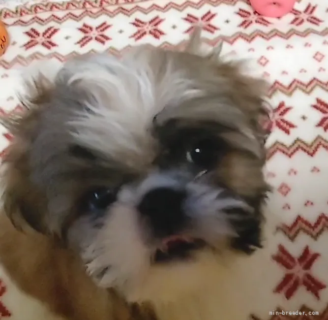 ヤイ 様のお迎えした子犬