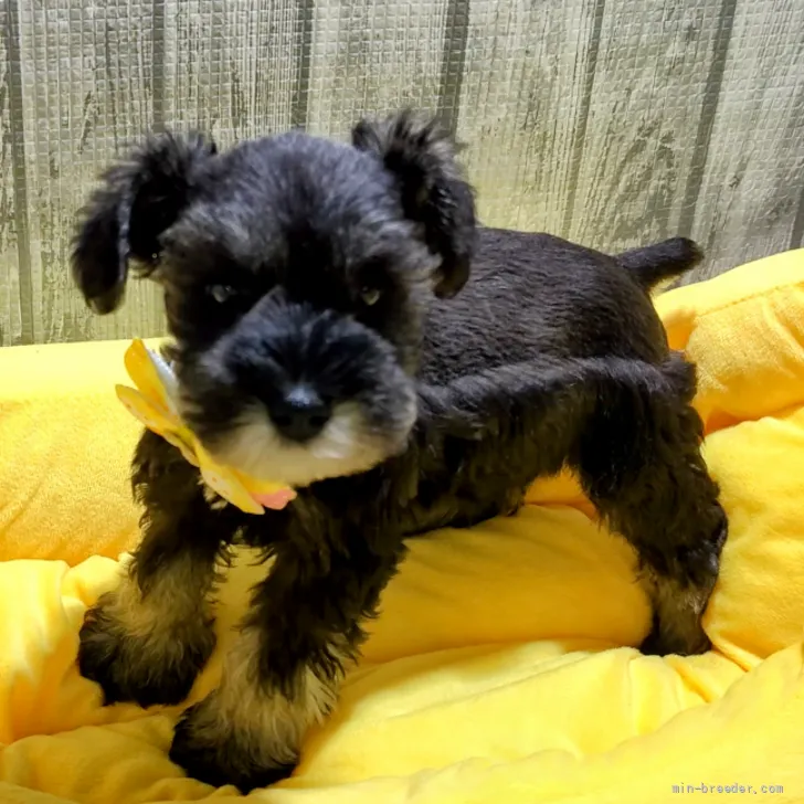 ID:2206-01249の子犬
