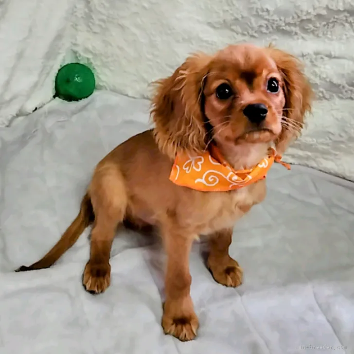 オカジュン 様のお迎えした子犬