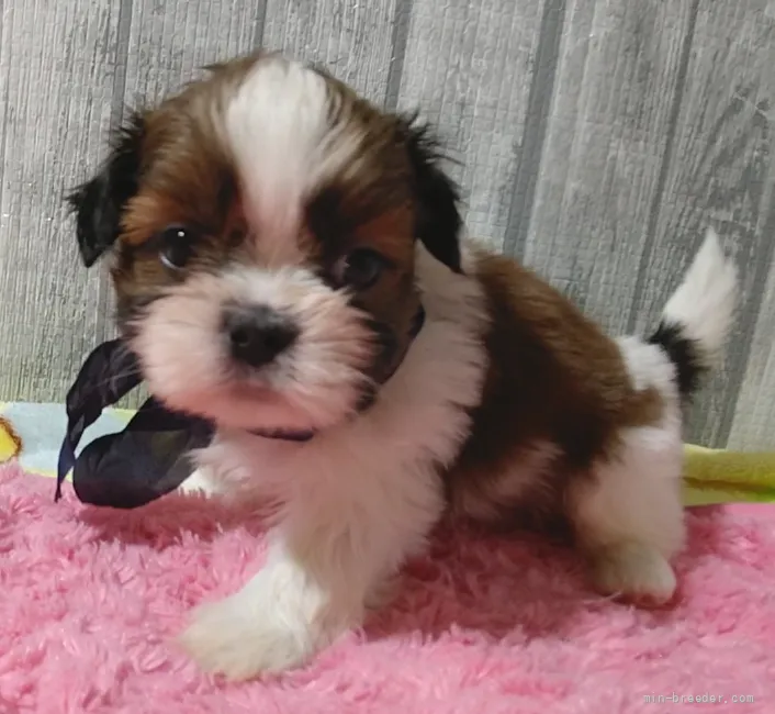 1219 様のお迎えした子犬