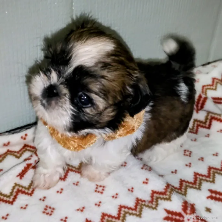 ID:2211-02989の子犬