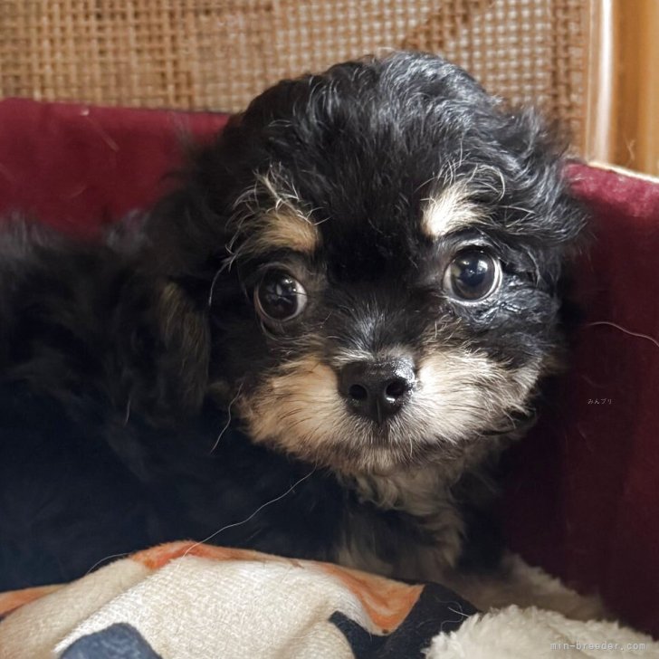 ブリーダー画像