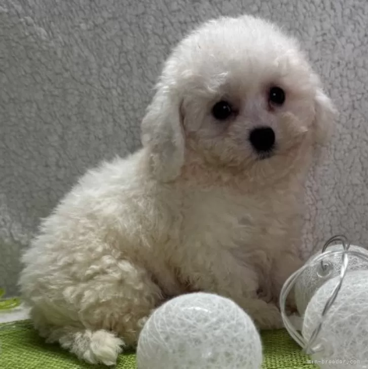 ID：2412-01932の子犬