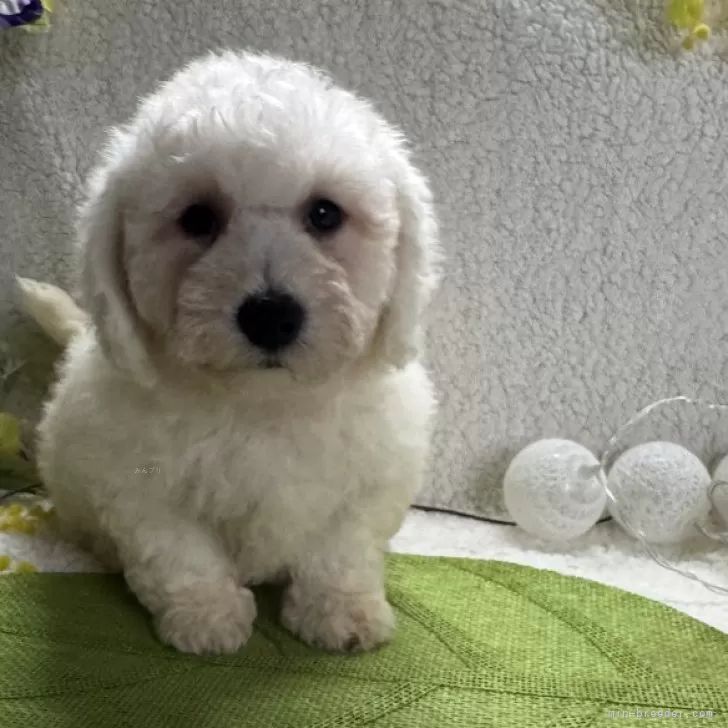 ID：2412-01943の子犬