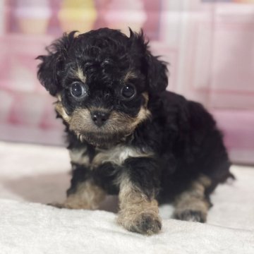 チワプー(チワワ×トイプードル)【福井県・男の子・2025年8月28日・ブラックタン】の写真「綺麗なブラックタンです。」