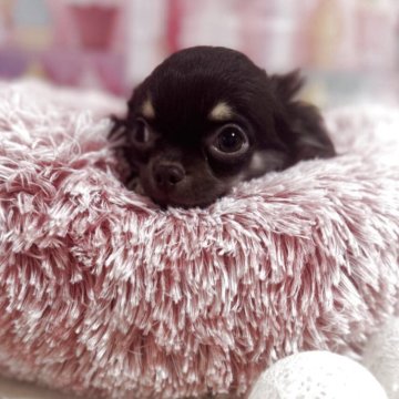 チワワ(ロング)【福井県・男の子・2025年8月2日・チョコタン】の写真「コロコロムチムチくんです。」