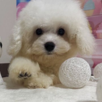 ビションフリーゼ【福井県・男の子・2025年8月24日・ホワイト】の写真「ふわっふわもふもふ。パパ遺伝子検査クリアです。」