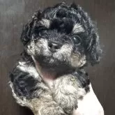 チワプー(チワワ×トイプードル)【福井県・女の子・2025年8月28日・ブラックタン】の写真1