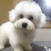 ビションフリーゼ