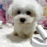 ビションフリーゼ