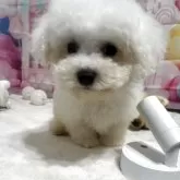 ビションフリーゼ