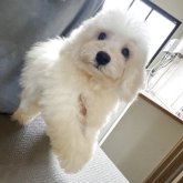 ビションフリーゼ