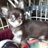 チワワ(ロング)