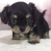 チワプー(チワワ×トイプードル)【福井県・男の子・2025年8月28日・ブラックタン】の写真1