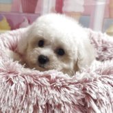 ビションフリーゼ