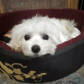 ビションフリーゼ