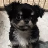 チワワ(ロング)