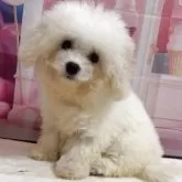 ビションフリーゼ