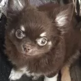 チワワ(ロング)【福井県・男の子・2025年8月2日・チョコタン】の写真1「綺麗な濃いめのチョコくん」