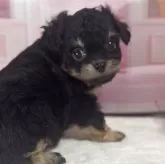 チワプー(チワワ×トイプードル)【福井県・女の子・2025年8月28日・ブラックタン】の写真2