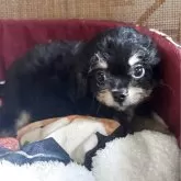 チワプー(チワワ×トイプードル)【福井県・男の子・2025年8月28日・ブラックタン】の写真2