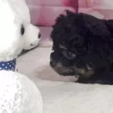 チワプー(チワワ×トイプードル)【福井県・女の子・2025年8月28日・ブラックタン】の写真3