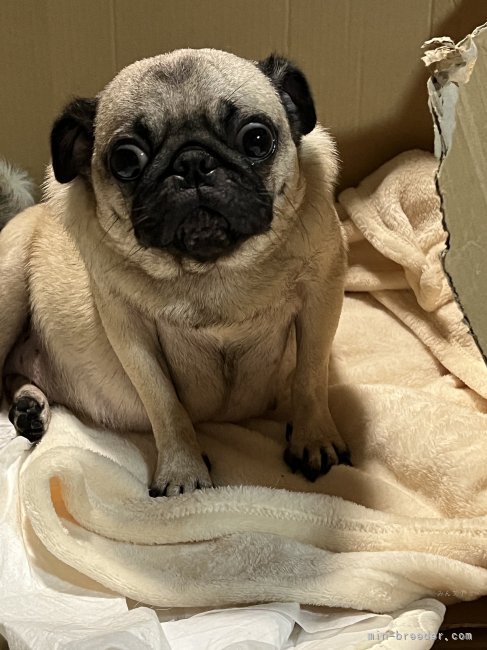 パグ【・女の子・2022年1月24日・フォーン】