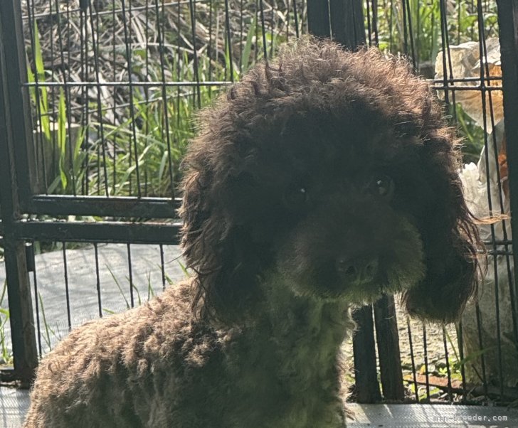 トイプードル(トイ)【・女の子・2023年3月18日・ブラウン】