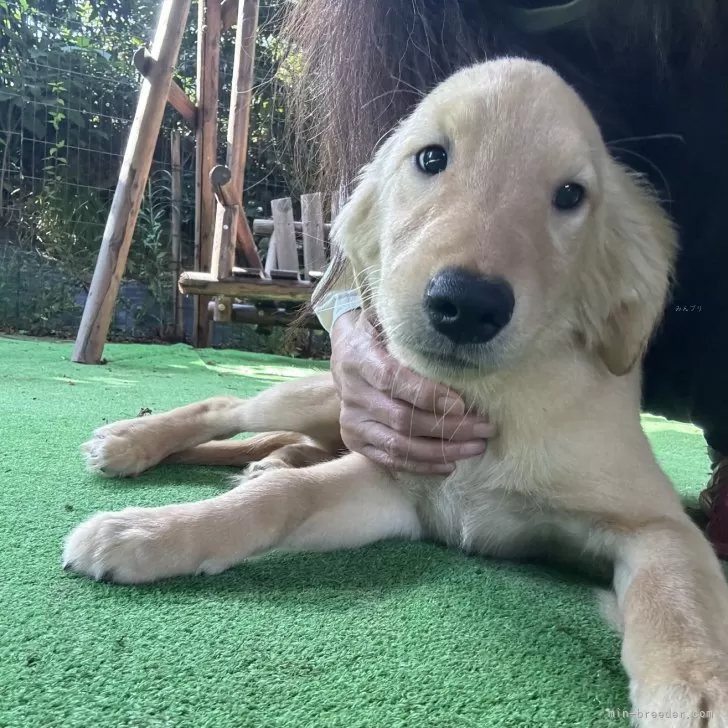M.T 様のお迎えした子犬