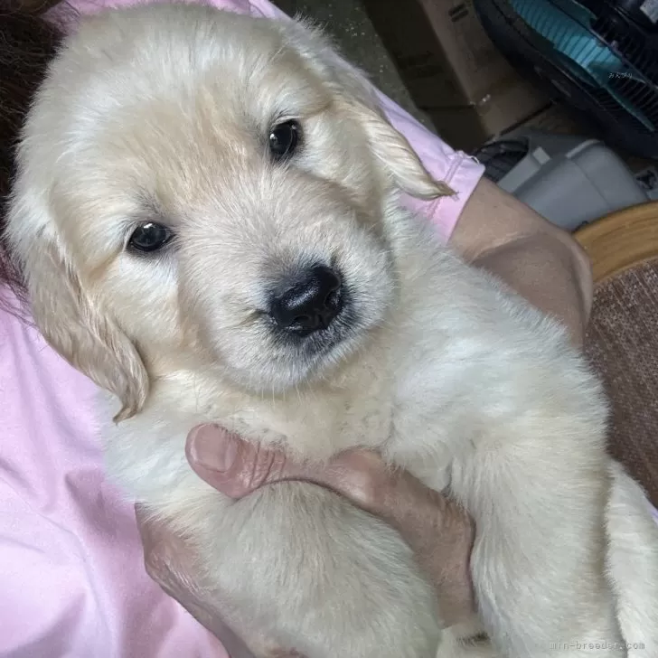 ID:2409-06312の子犬