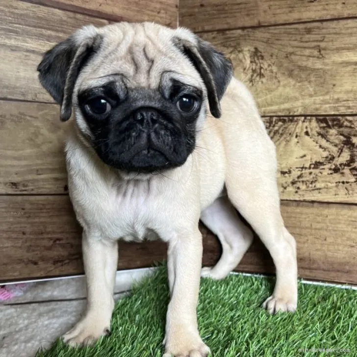 ID:2307-05205の子犬
