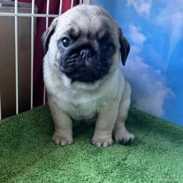 ID：2408-00254の子犬