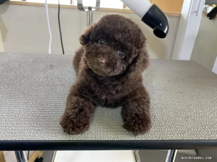 ID：2101-03335の子犬