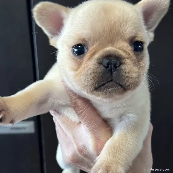 ID:2404-00745の子犬