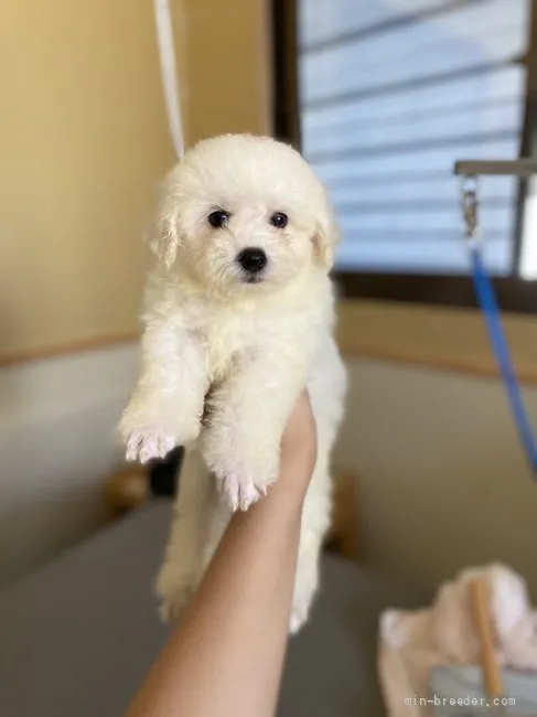 ID:2109-02115の子犬