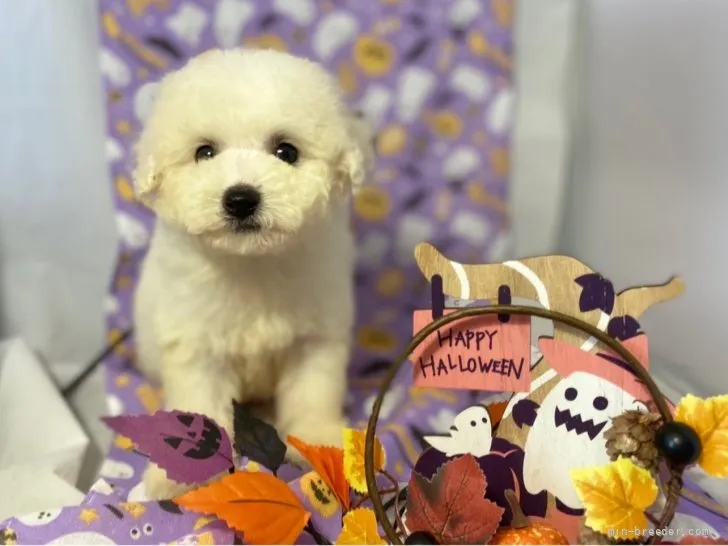ID:2109-02118の子犬