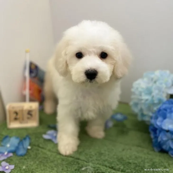 ID：2205-01545の子犬