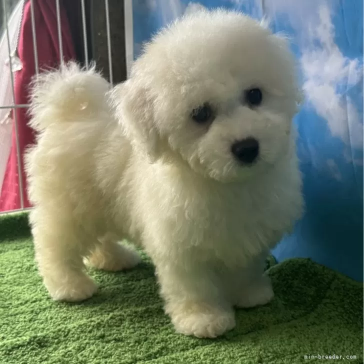 ID：2406-04518の子犬