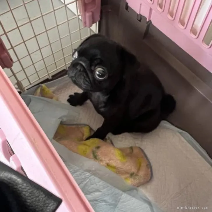 ID:2209-01969の子犬
