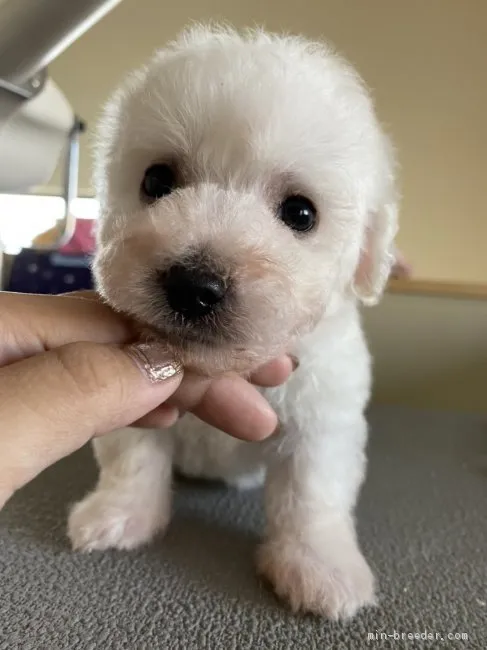 ID:2011-01513の子犬