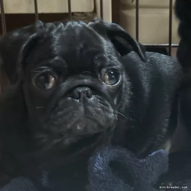 ID:2404-01134の子犬