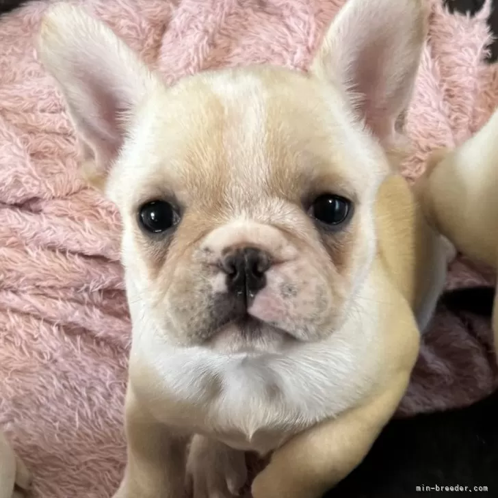 ID:2404-02080の子犬