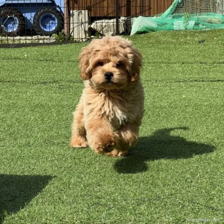 ID：2307-03633の子犬