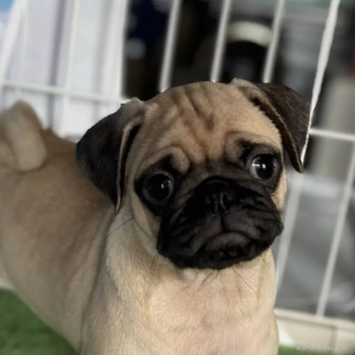 ID：2410-05867の子犬