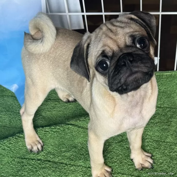 コアラシ 様のお迎えした子犬