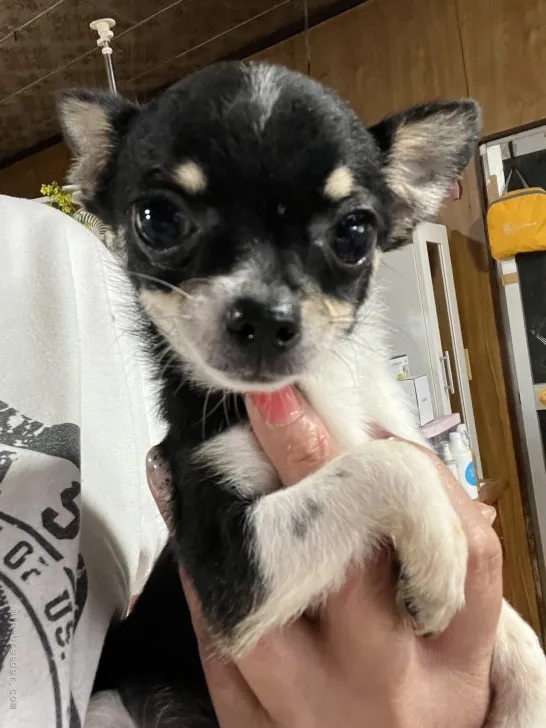 ID:2110-00209の子犬
