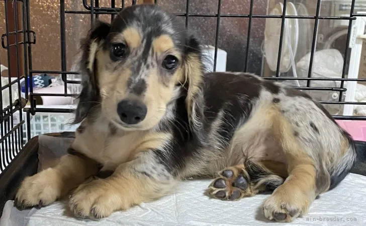 ID:2107-01511の子犬