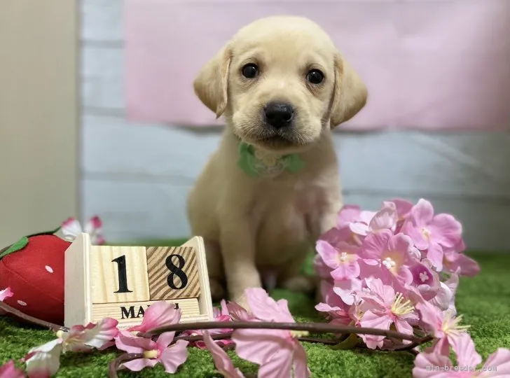 ID:2204-00687の子犬